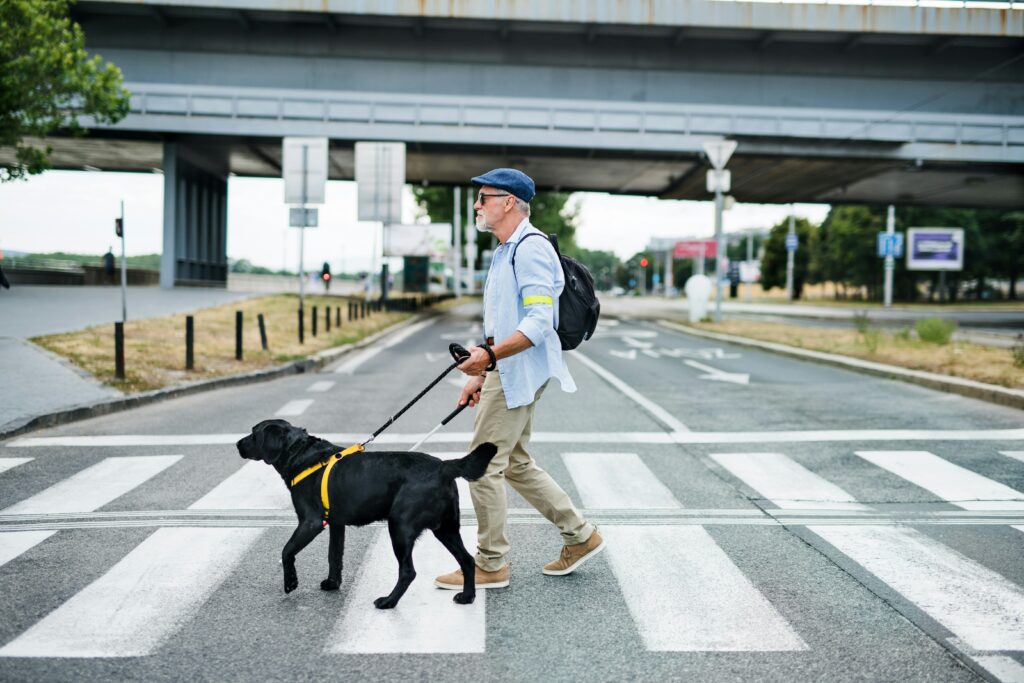 Older man with a guide dog crossing a city crosswalk, representing the vulnerability of pedestrians in Kansas City.