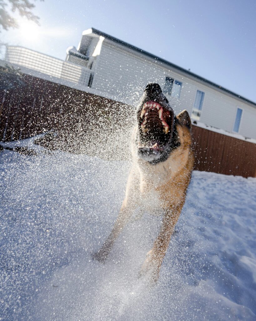 A large dog aggressively baring its teeth outdoors in a snowy yard, capturing the danger and unpredictability of a dog attack.