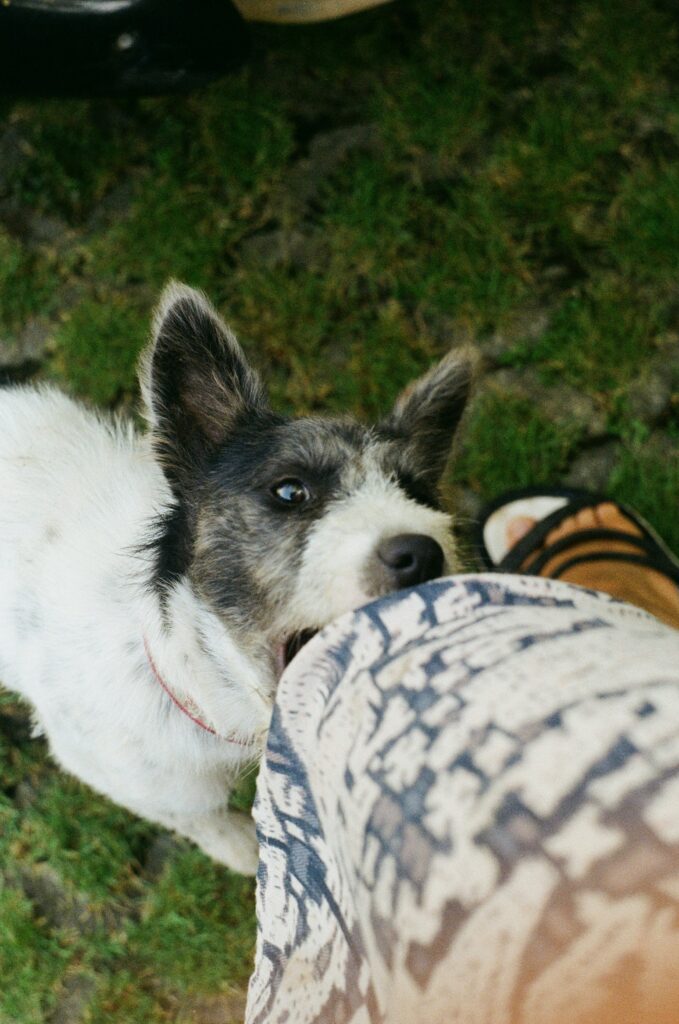 A small dog biting a person’s leg while standing on grass, showing the moment of a dog bite incident.