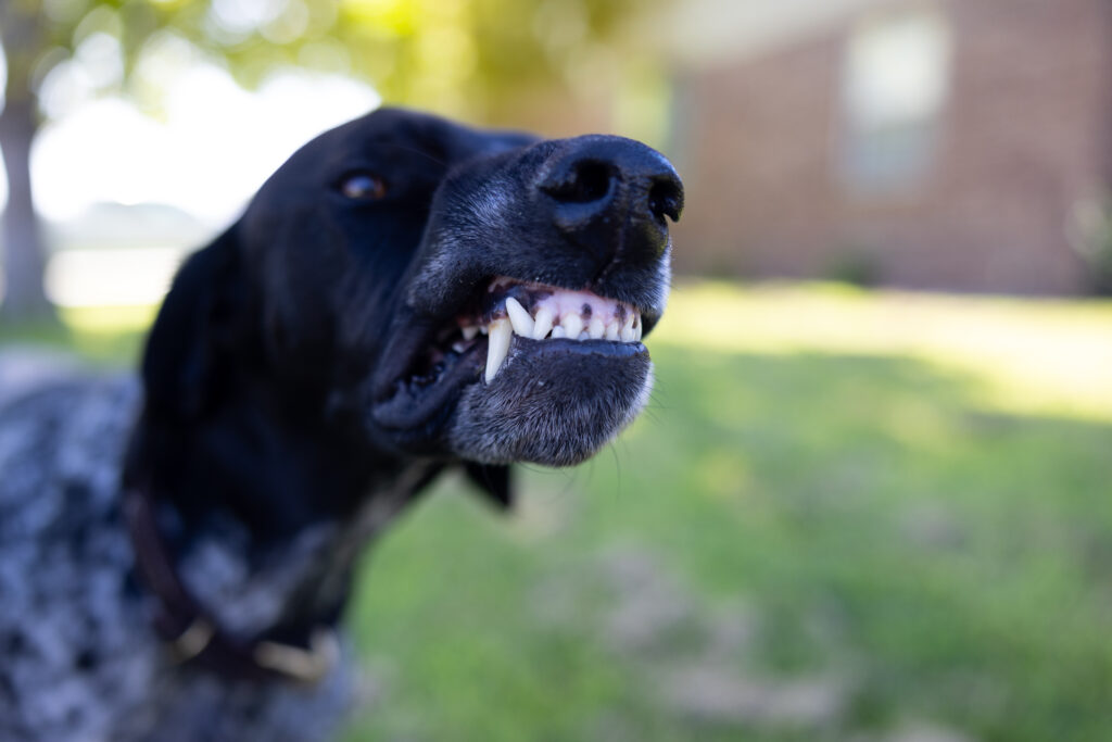 Close-up of a black dog baring its teeth aggressively outdoors, showing warning behavior before a potential bite.